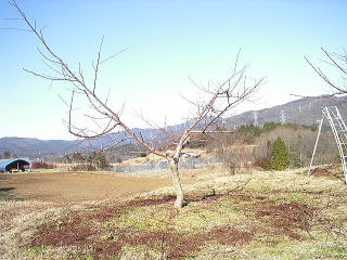 ���@�����@�����@�������@���̒������@���@�����@�����@�������@�e��@�b�߁@�������@�W�����@�C�`�S���A�Â��A�傫���A�b�߁A�y����